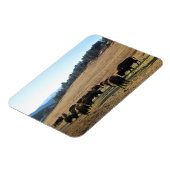 コロラド州のバイソン マグネット (左側)