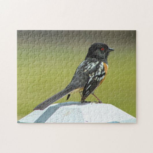 コロラド州のホシバシペンギン ジグソーパズル (横)