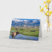 コロラド州のロッキー山脈のオオシカ カード (黄色い花)