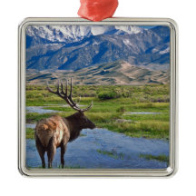 コロラド州のロッキー山脈のオオシカ