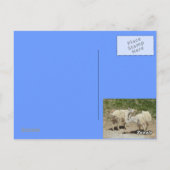 コロラド州の山岳風景ポストカード ポストカード (裏面)