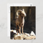 コロラド州の岩の近くのビッグホーン羊のラム。 ポストカード (正面/裏面)