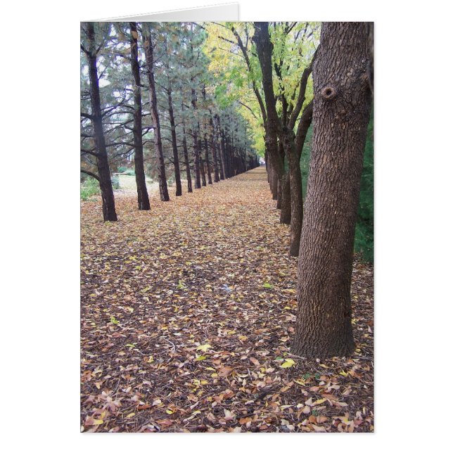 コロラド州の秋の車線 (正面)