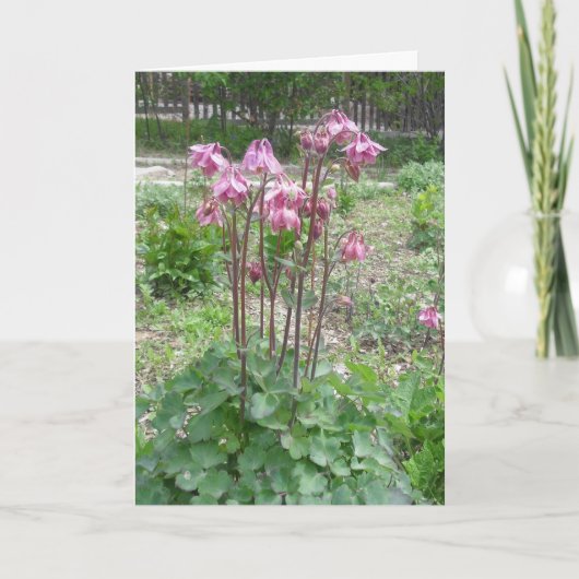 コロラド州の鳩のバースデー・カード カード (正面)