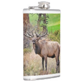 コロラド州エステス公園の男性エルク9月 フラスク (右)