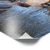 コロラド州エステス・パーク、ビッグ・トンプソン・リバー、ブル・エルク フォトプリント            (角)