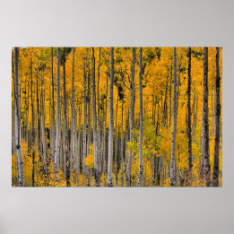 コロラド州ゴールデンクキーズ ポスター