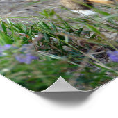 コロラド州スニーキーレッドキツネ ポスター (角)