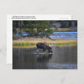 コロラド州スプレイグ湖で水を飲むオスのカバノキツノシロ ポストカード (正面/裏面)