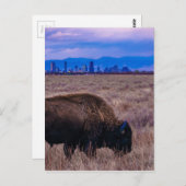 コロラド州デンバーのバッファロー ポストカード (正面/裏面)