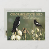 コロラド州バードラルクバンティング ポストカード (正面/裏面)