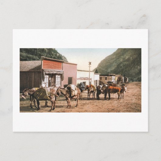 コロラド州パックトレイル、鉱夫への準備1904 ポストカード (正面)