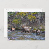 コロラド州ビッグ・トンプソンのエルク・ブタック ポストカード (正面/裏面)