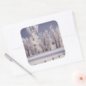 コロラド州フロストカバーの木とフェンス スクエアシール (封筒)