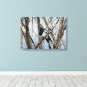 コロラド州ブラックバードマグピー キャンバスプリント (インサイチュ (ウッドフロア))