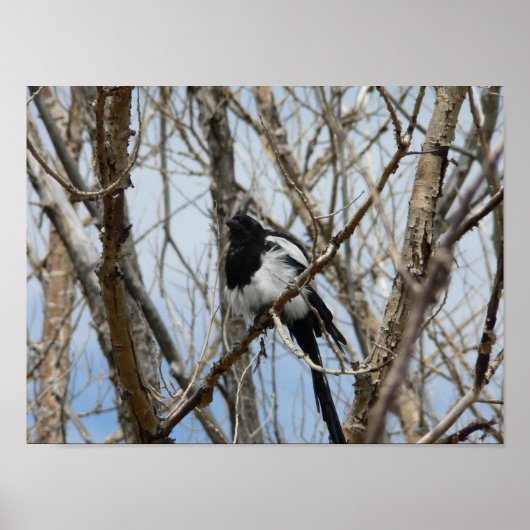 コロラド州ブラックバードマグピー ポスター (正面)