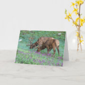 コロラド州ブルエルクス・ロッキーマウンテン国立公園 カード (黄色い花)