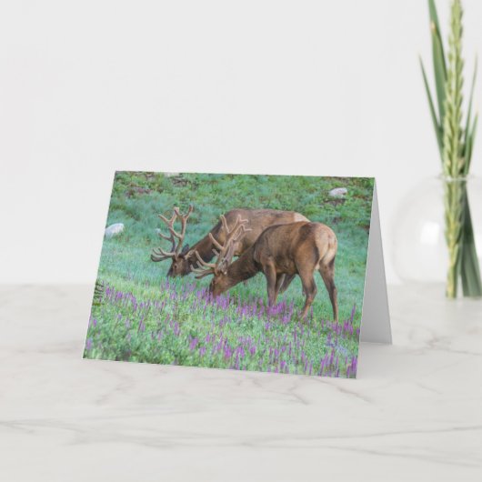 コロラド州ブルエルクス・ロッキーマウンテン国立公園 カード (正面)