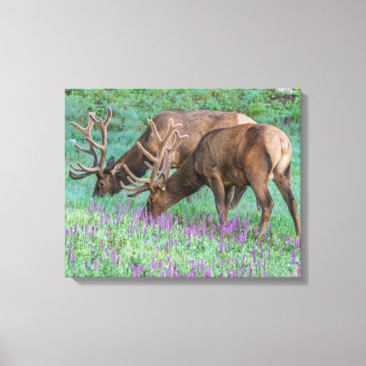 コロラド州ブルエルクス・ロッキーマウンテン国立公園 キャンバスプリント (正面)