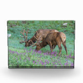 コロラド州ブルエルクス・ロッキーマウンテン国立公園 フォトブロック (正面)