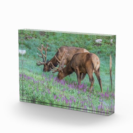 コロラド州ブルエルクス・ロッキーマウンテン国立公園 フォトブロック (右)