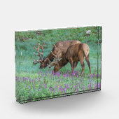 コロラド州ブルエルクス・ロッキーマウンテン国立公園 フォトブロック (左)