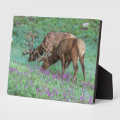 コロラド州ブルエルクス・ロッキーマウンテン国立公園 フォトプラーク (側面)