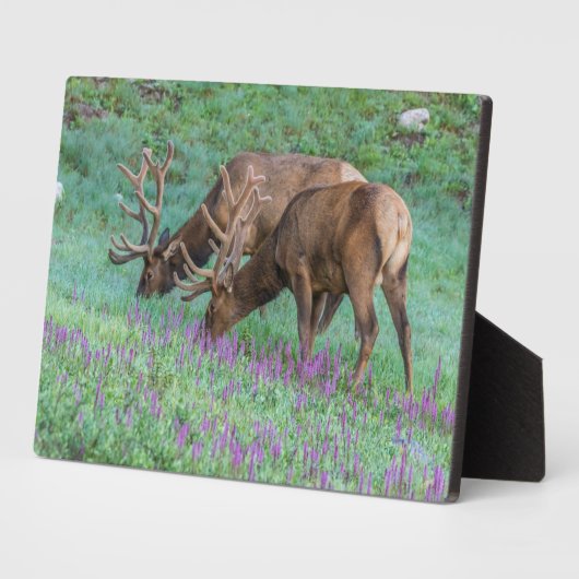 コロラド州ブルエルクス・ロッキーマウンテン国立公園 フォトプラーク (側面)