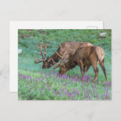 コロラド州ブルエルクス・ロッキーマウンテン国立公園 ポストカード (正面/裏面)