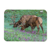 コロラド州ブルエルクス・ロッキーマウンテン国立公園 マグネット (横)