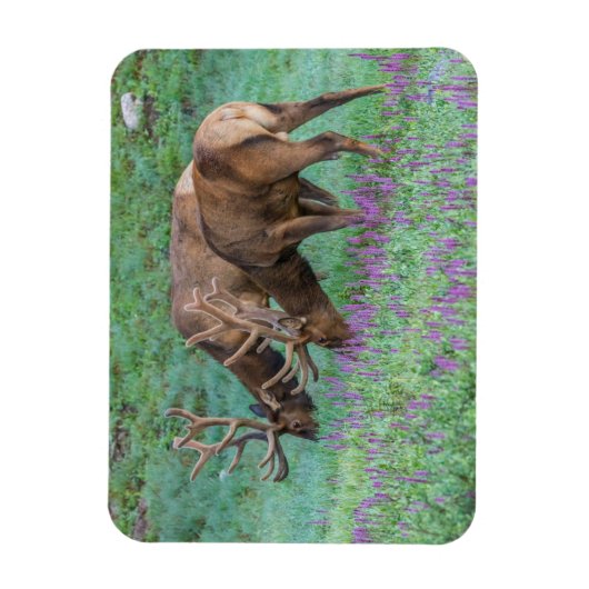 コロラド州ブルエルクス・ロッキーマウンテン国立公園 マグネット (縦)