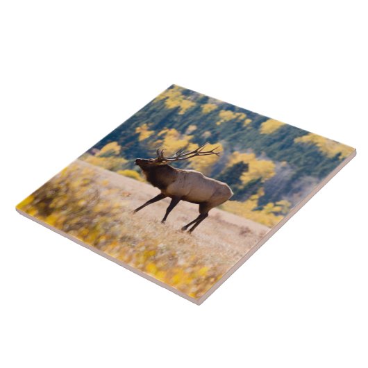 コロラド州ロッキーマウンテン国立公園のエルク タイル (側面)