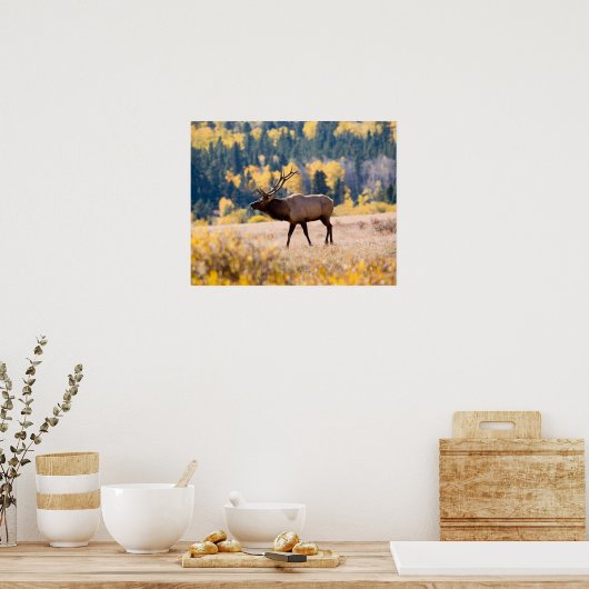 コロラド州ロッキーマウンテン国立公園のエルク ポスター (キッチン)