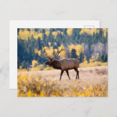 コロラド州ロッキーマウンテン国立公園のエルク ポストカード (正面/裏面)
