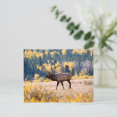 コロラド州ロッキーマウンテン国立公園のエルク ポストカード (スタンド正面)