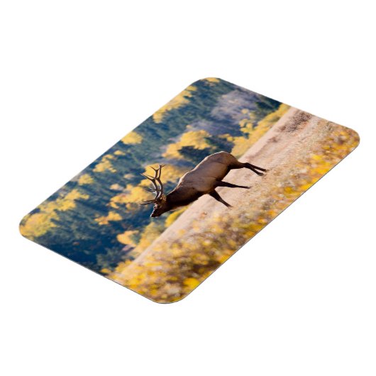 コロラド州ロッキーマウンテン国立公園のエルク マグネット (左側)