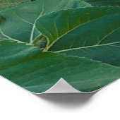 コロラド州ロングモントのヒマワリ畑 ポスター (角)