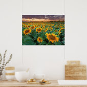 コロラド州ロングモントのヒマワリ畑 ポスター (キッチン)