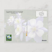 コロラド州花:ロッキーマウンテンオダマキ(植物) ポストカード (裏面)