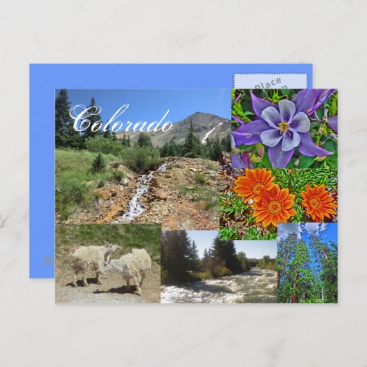 コロラド州野生動物用はがき ポストカード (正面/裏面)
