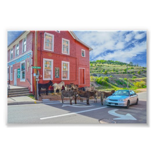 コロラド州Cripple Creek Donkey Welcoming Committee フォトプリント (正面)
