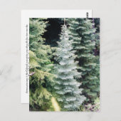 コロラド松はがき ポストカード (正面/裏面)