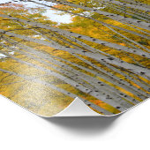 コロラド樺の木の木々の秋 フォトプリント            (角)