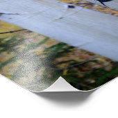 コロラド樺の木ツリー フォトプリント            (角)