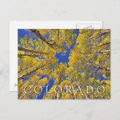 コロラド秋 |秋の《植物》アスペン林 ポストカード (正面/裏面)
