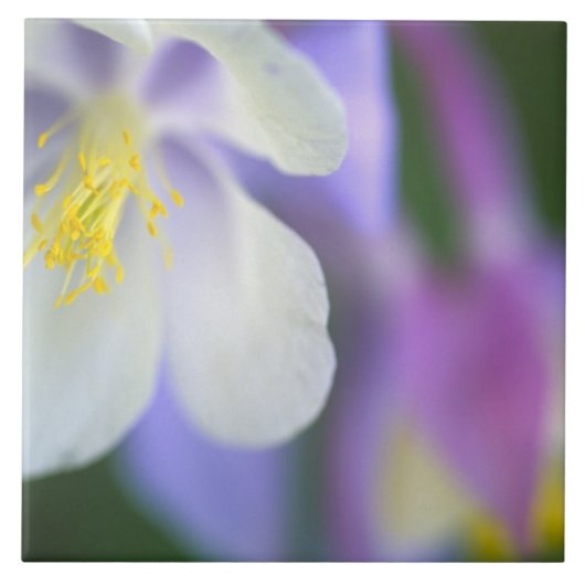 コロラド・コロンバインの花のクローズアップ タイル (正面)