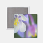 コロラド・コロンバインの花のクローズアップ マグネット (正面/裏面)