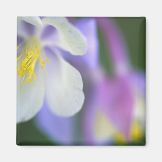 コロラド・コロンバインの花のクローズアップ マグネット (正面)
