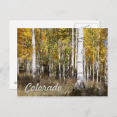 コロラド《植物》アスペングローブin秋 ポストカード (正面/裏面)