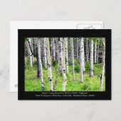 コロラド《植物》アスペンツリー ポストカード (正面/裏面)